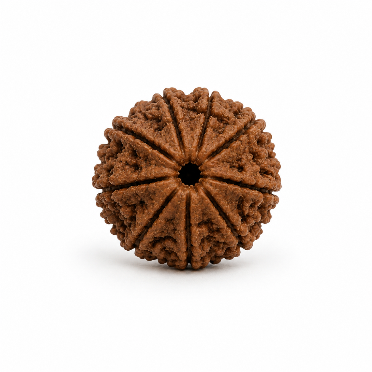 8 Mukhi Rudraksha ( Nepal Origin )